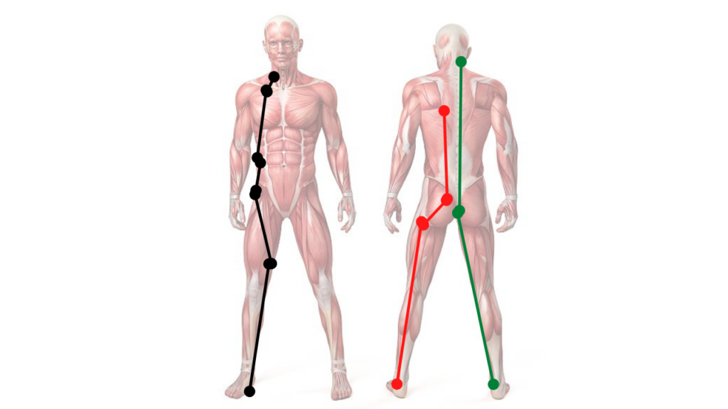 筋膜のつながりライン