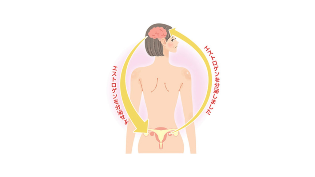 正常な女性ホルモン分泌
